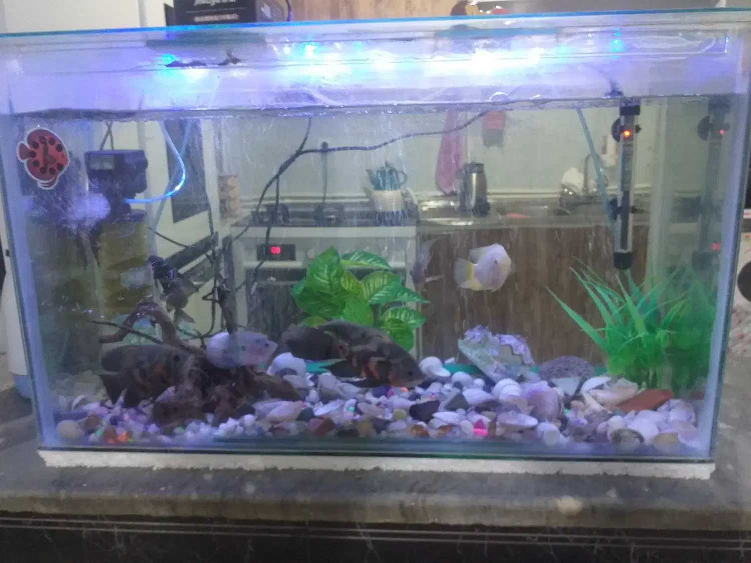 آکواریوم|ماهی|تاکستان, |دیوار