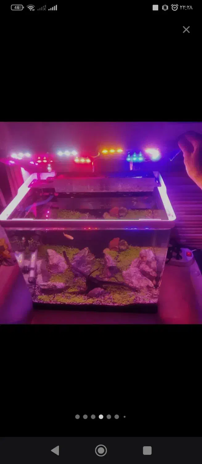 آکواریوم شیشه خم دلسا|ماهی|شاهینشهر, بنیاد ازدواج|دیوار