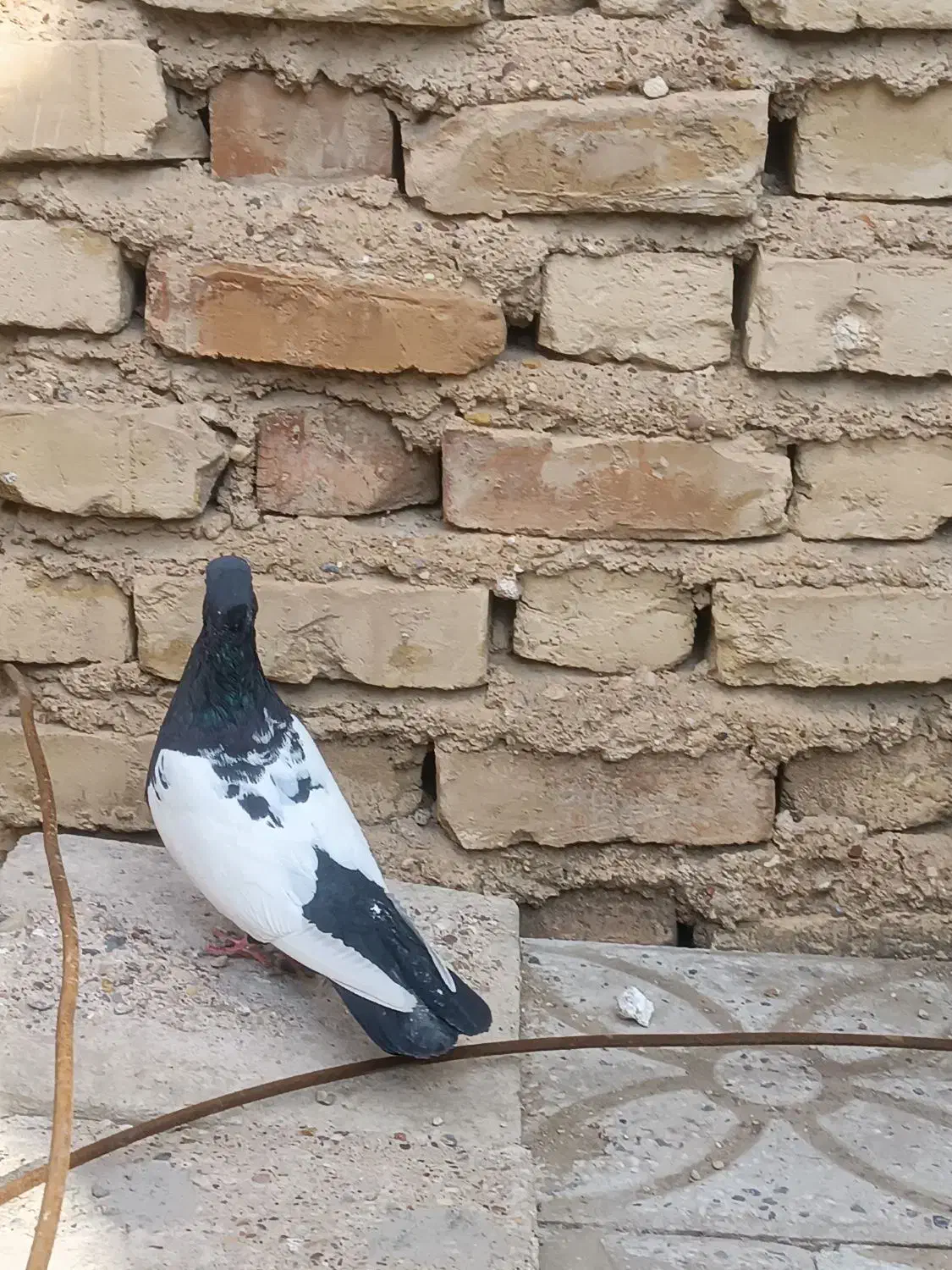 دوکت سفید|حراج|فسا, |دیوار