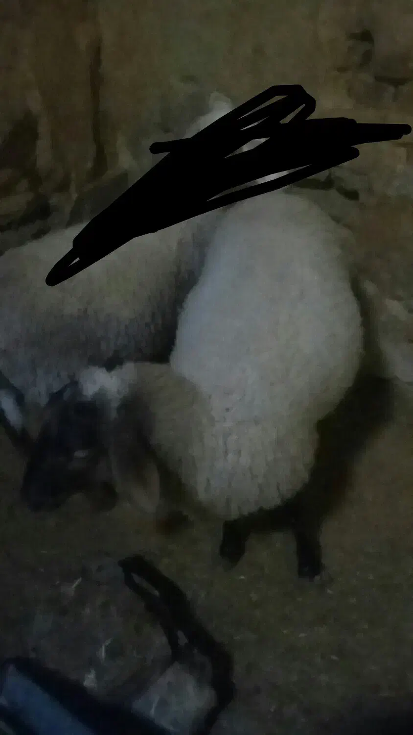 میش لاکن ابستن دوتا و جفت بز خونگی مورسیا|حیوانات مزرعه|نائین, |دیوار