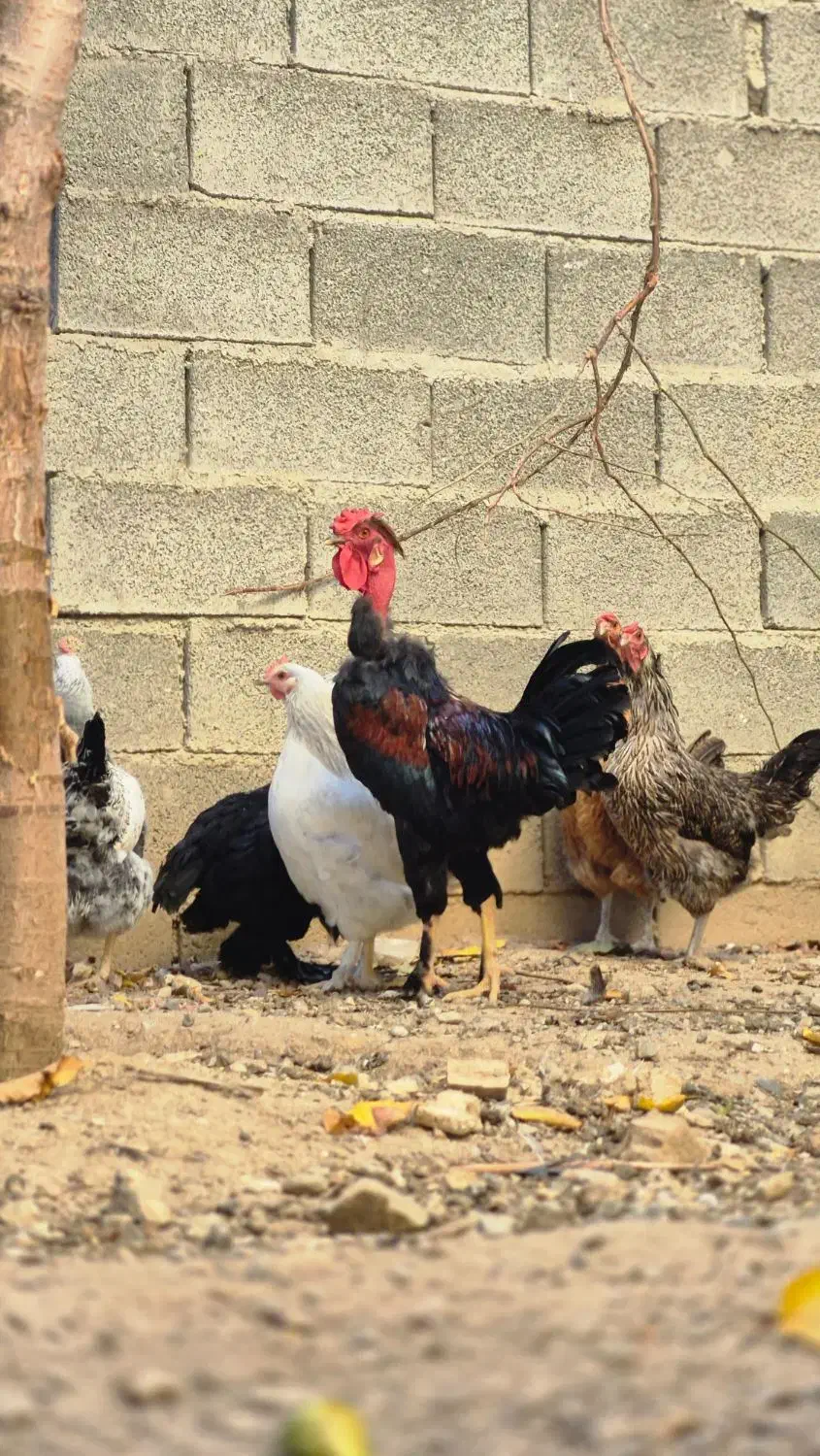 خروس|حیوانات مزرعه|اهر, |دیوار