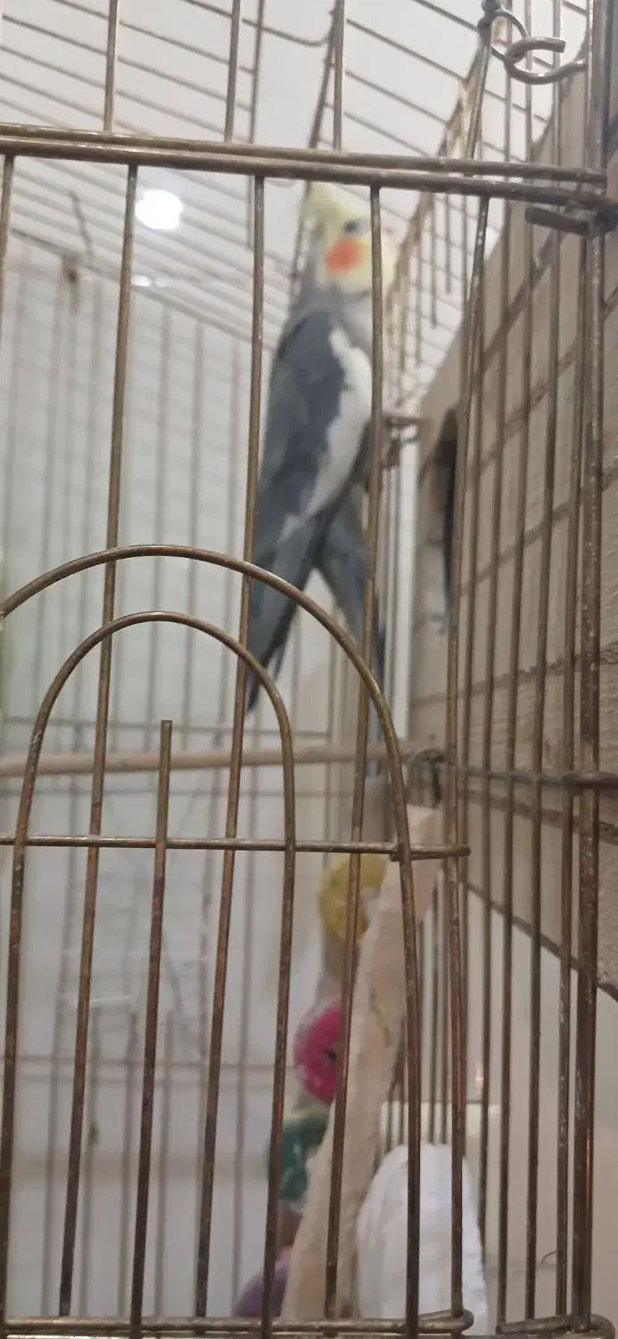 عروس هلندی|پرنده|مشکین‌دشت, |دیوار