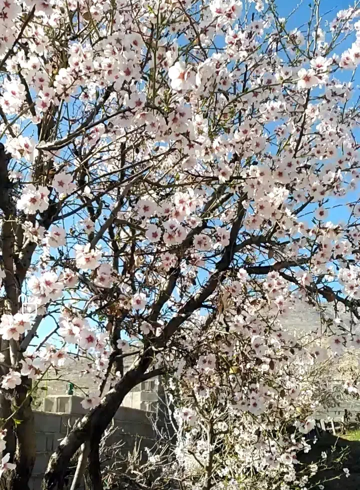 باغشهری ملوسجان بیضا|فروش خانه و ویلا|بیضا, |دیوار