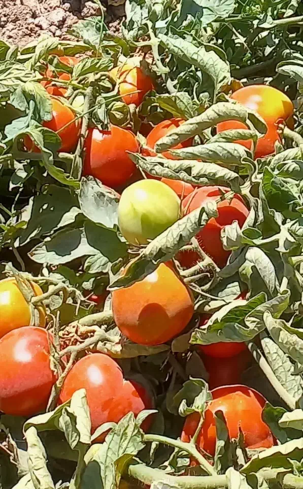 از سرزمین بخر گرجه خوب کیلو ۱۵تومن در روستای برغمد|عمدهفروشی|جوین, |دیوار