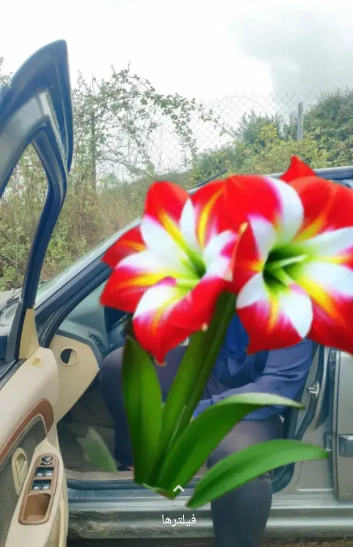 پژو پارس  سال|خودرو سواری و وانت|یاسوج, |دیوار