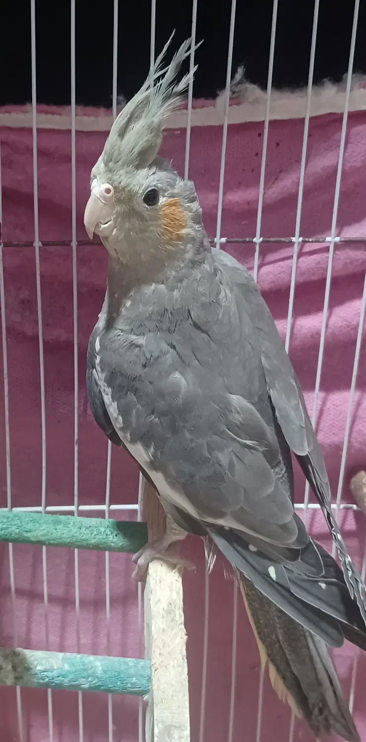 فروش عروس هلندی|پرنده|خشکبیجار, |دیوار