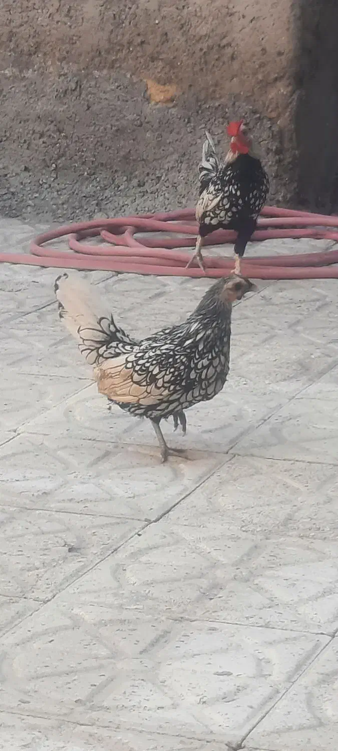 جفت مرغ و خروس مینیاتوری|حیوانات مزرعه|دشتابی, |دیوار