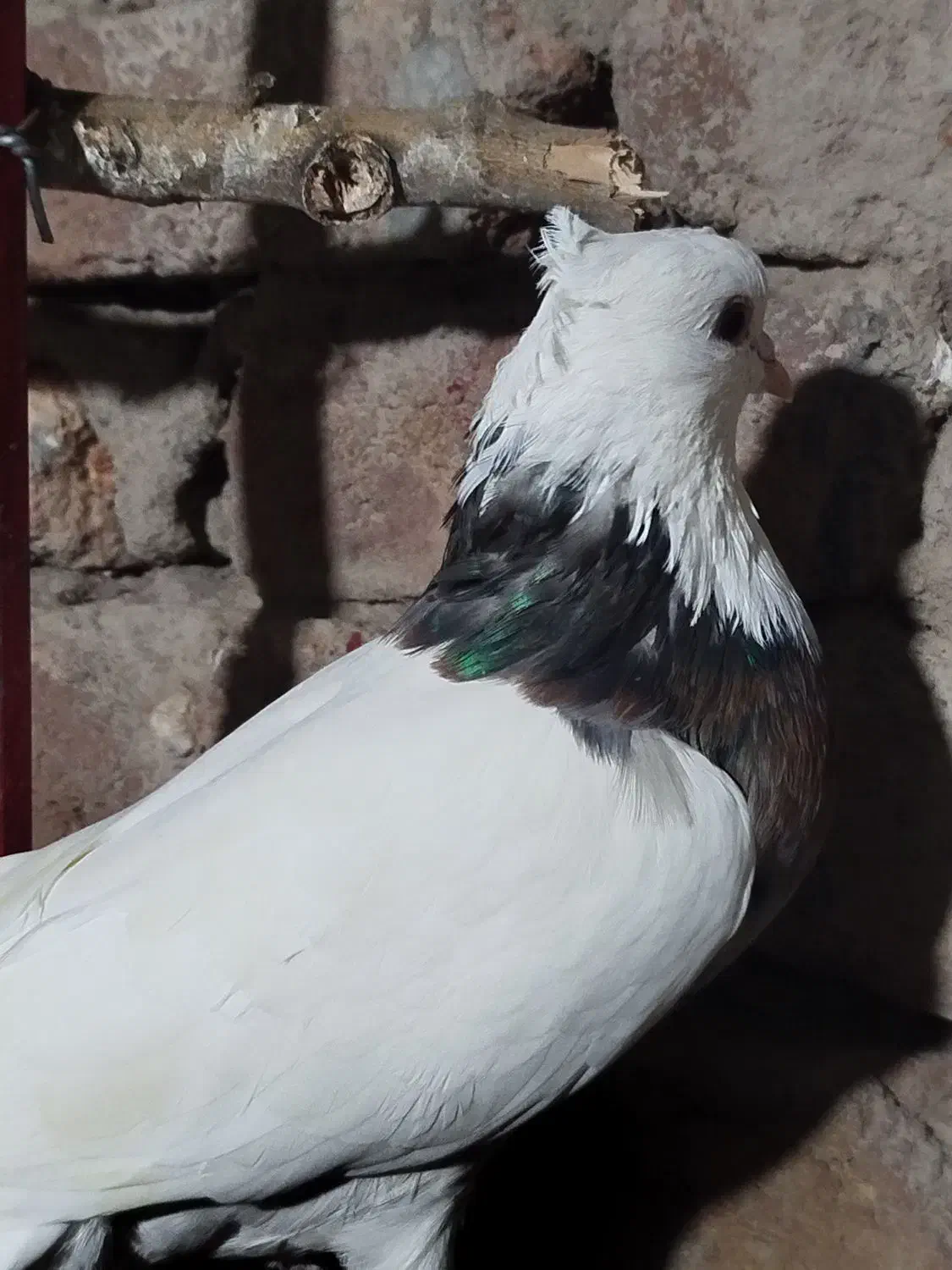 کبوتر|پرنده|ویلکیج, |دیوار