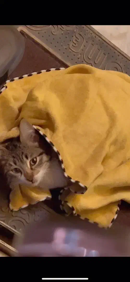 واگذاری رایگان بچه گربه ملوس بغلی|گربه|گرگان, |دیوار