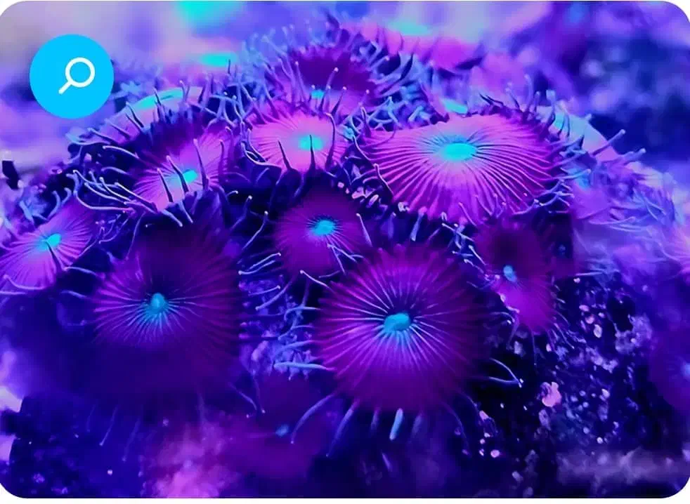 ..ابشورماهی و ..mahi|ماهی|تهران, جوادیه تهرانپارس|دیوار