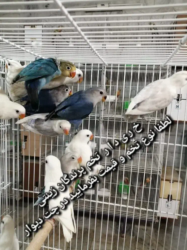 تخم پرندگان زینتی|لوازم جانبی حیوانات|قزوین, |دیوار