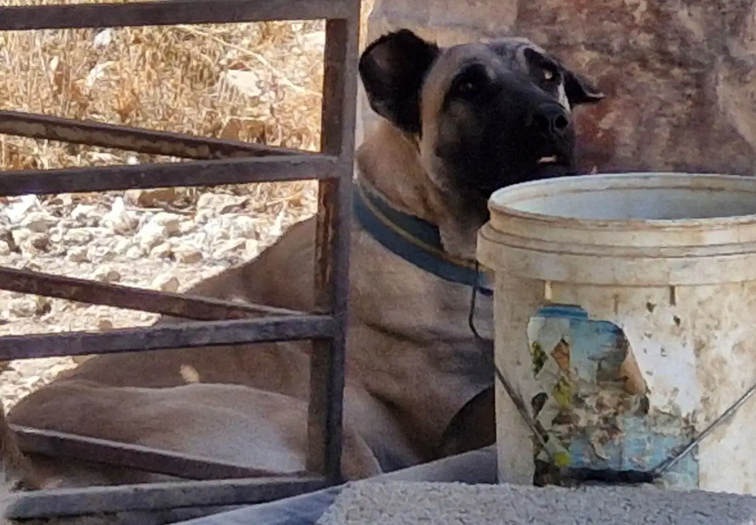 سگ سرابی|سگ|زرقان, |دیوار