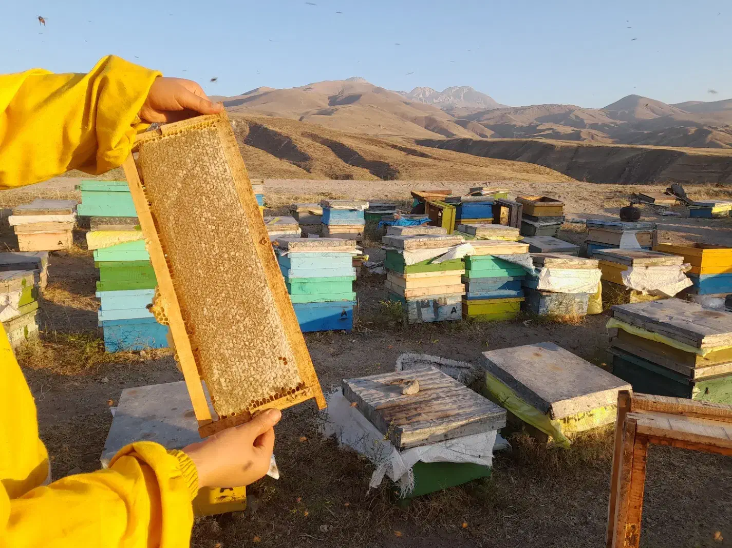 عسل خالص سبلان|خوردنی و آشامیدنی|مشگین شهر, |دیوار