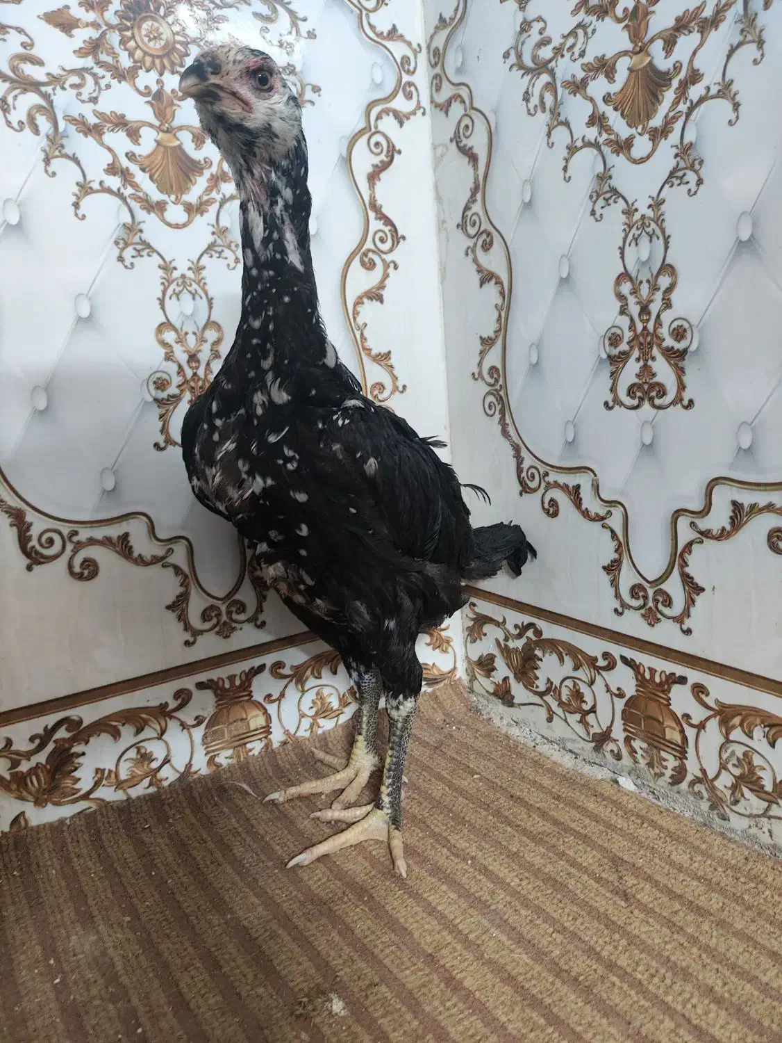 جوجه لاری اوشامو مرغ و خروس اصل دانگ بالا|حیوانات مزرعه|زاهدان, |دیوار