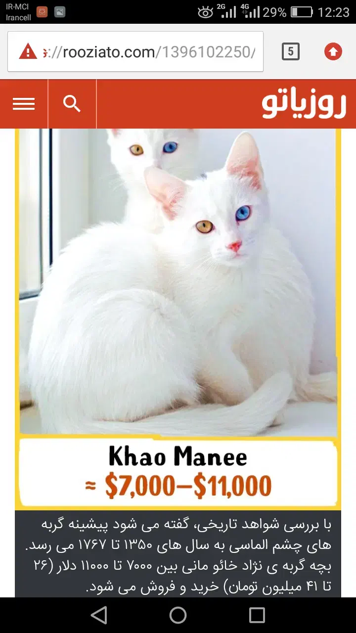 گربه نژادKhao manee(معاوضه باپرشین،اسکاتیش،بریتیش)|گربه|مرند, |دیوار