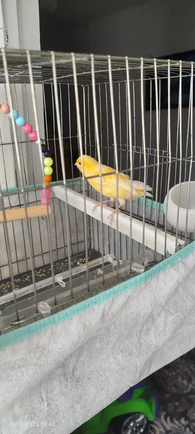 قناری سر حال و خوش صدا|پرنده|سرپل ذهاب, |دیوار