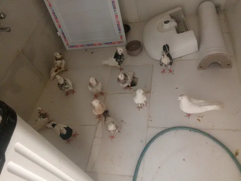 09924506385|سیمکارت|دوگنبدان, |دیوار