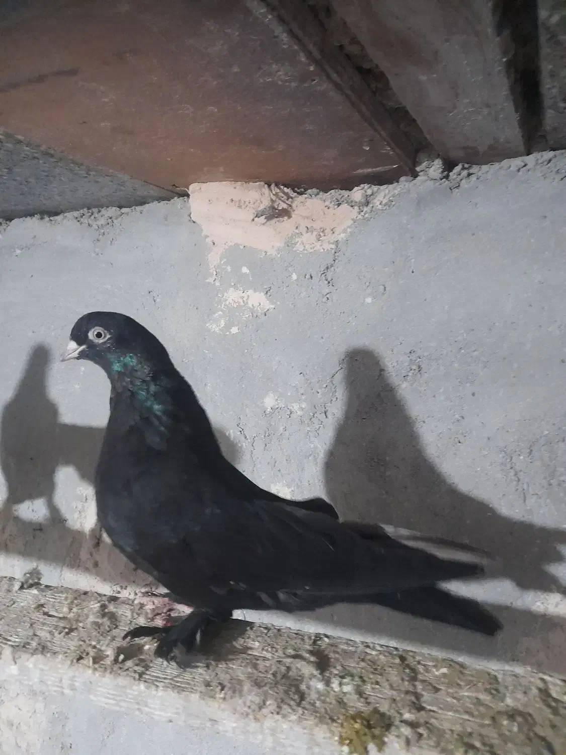 کبوتر ماده|پرنده|میاندوآب, |دیوار