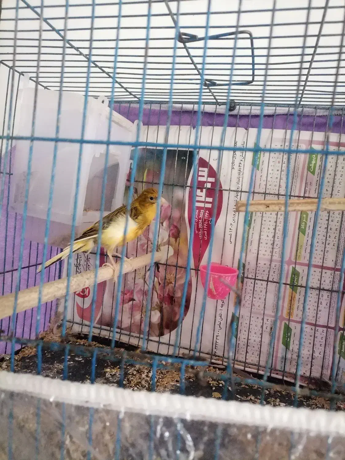 یک عدد قناری نر بخون|پرنده|زرند, |دیوار