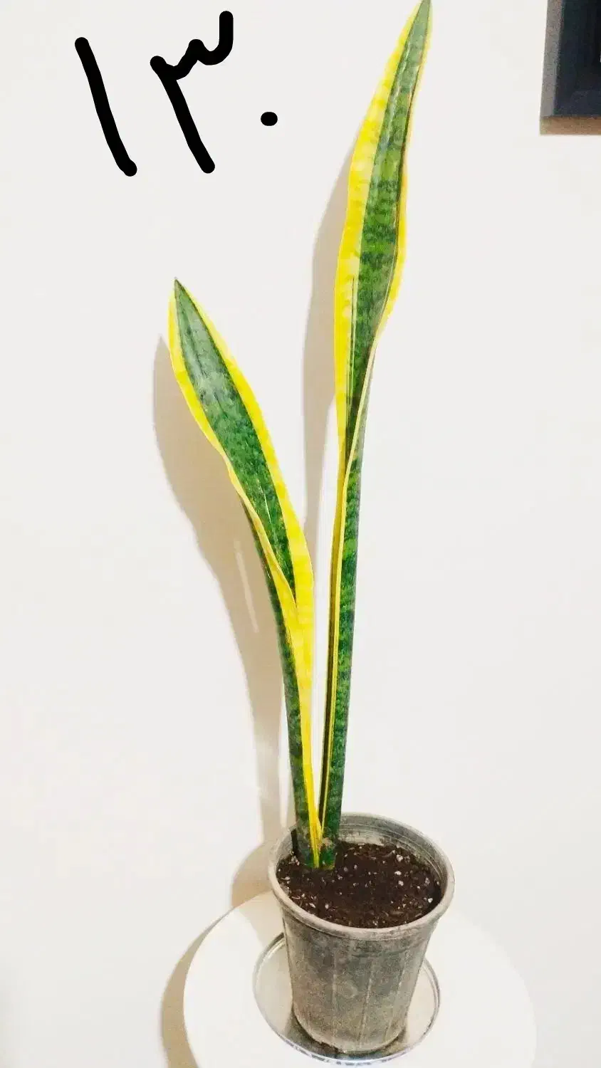 زاموفیلیا ی بلک|گل و گیاه طبیعی|سرپل ذهاب, |دیوار