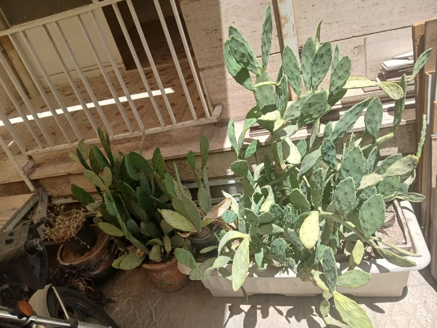 کاکتوس|گل و گیاه طبیعی|تهران, ائمه اطهار|دیوار