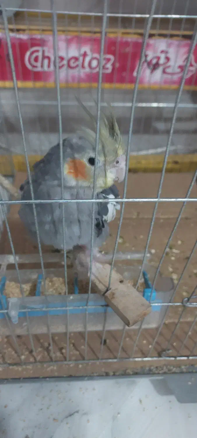 عروس هلندی|پرنده|قرچک, باقرآباد|دیوار