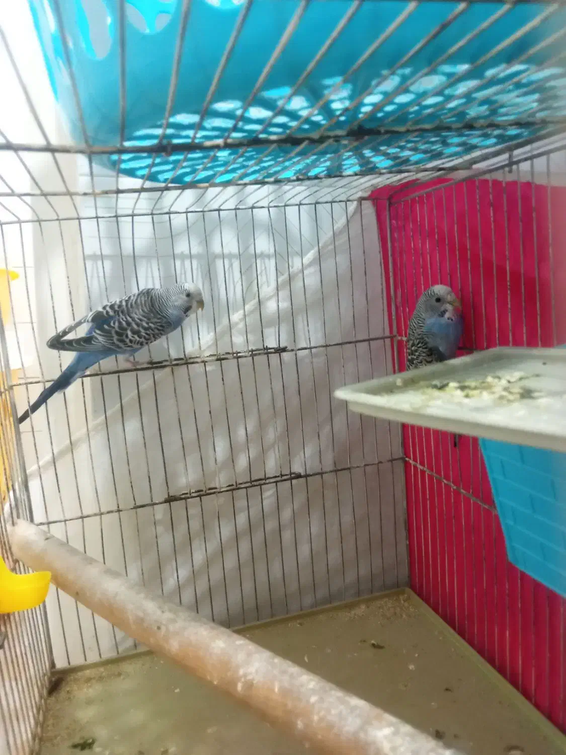 مرغ عشق|پرنده|مشهد, سپاد|دیوار