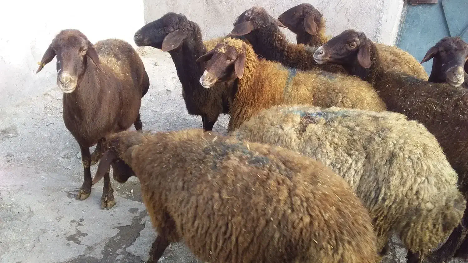 گوشتی وقربانی|حیوانات مزرعه|اردبیل, |دیوار