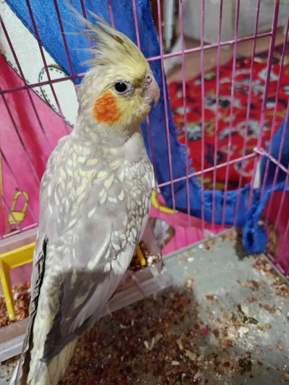 عروس هلندی|پرنده|اصفهان, کلمه خوران|دیوار