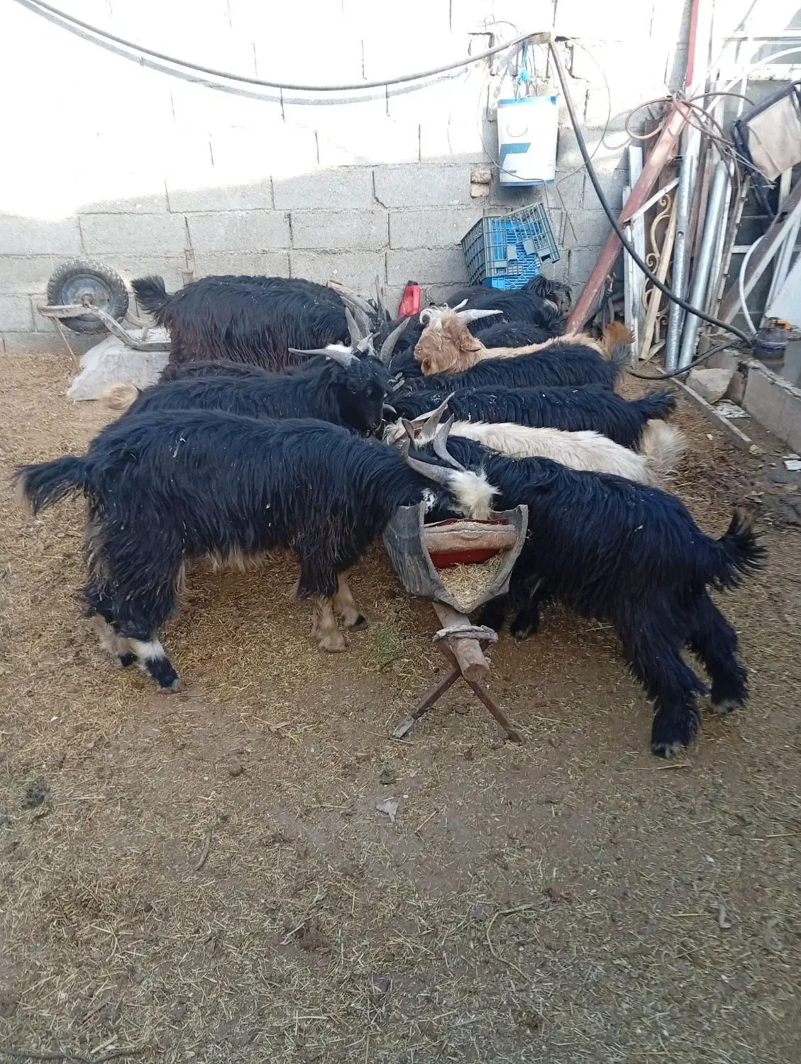 فروش 14رس بزغاله نر|حیوانات مزرعه|محلات, |دیوار