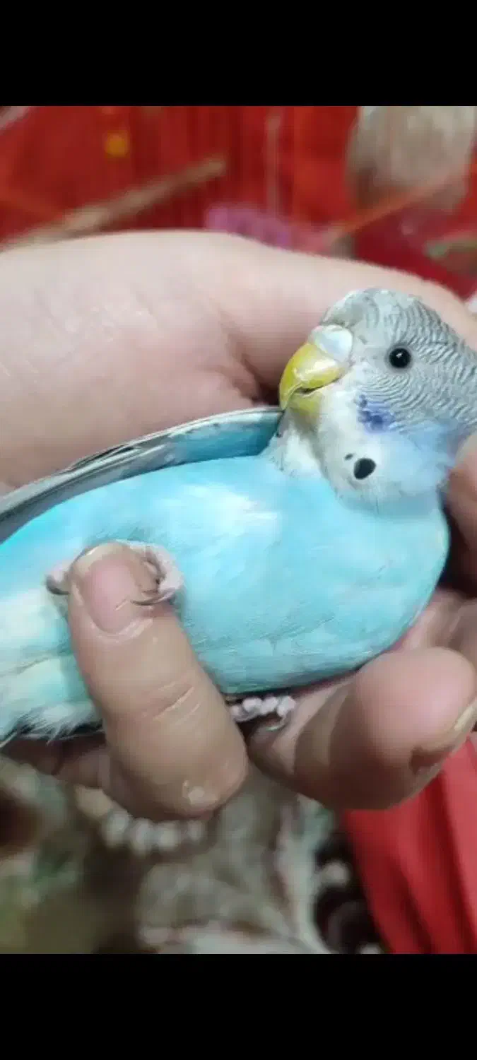 مرغ عشق گمشده|حیوانات|کرج, حیدرآباد|دیوار