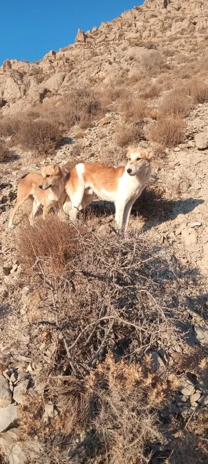 توله سگ فروشی|سگ|اسفراین, |دیوار