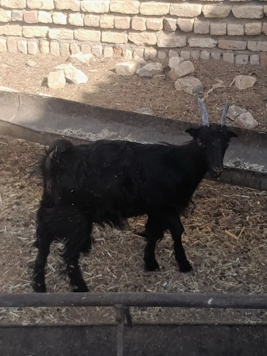 گوسفند چاق|حیوانات مزرعه|قم, بوستان علوی|دیوار