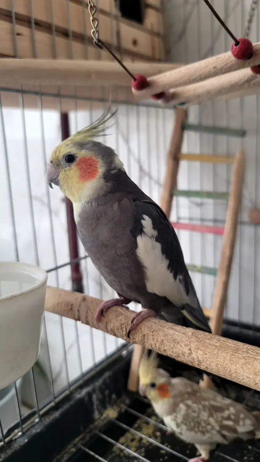 عروس هلندی|پرنده|سرپل ذهاب, |دیوار