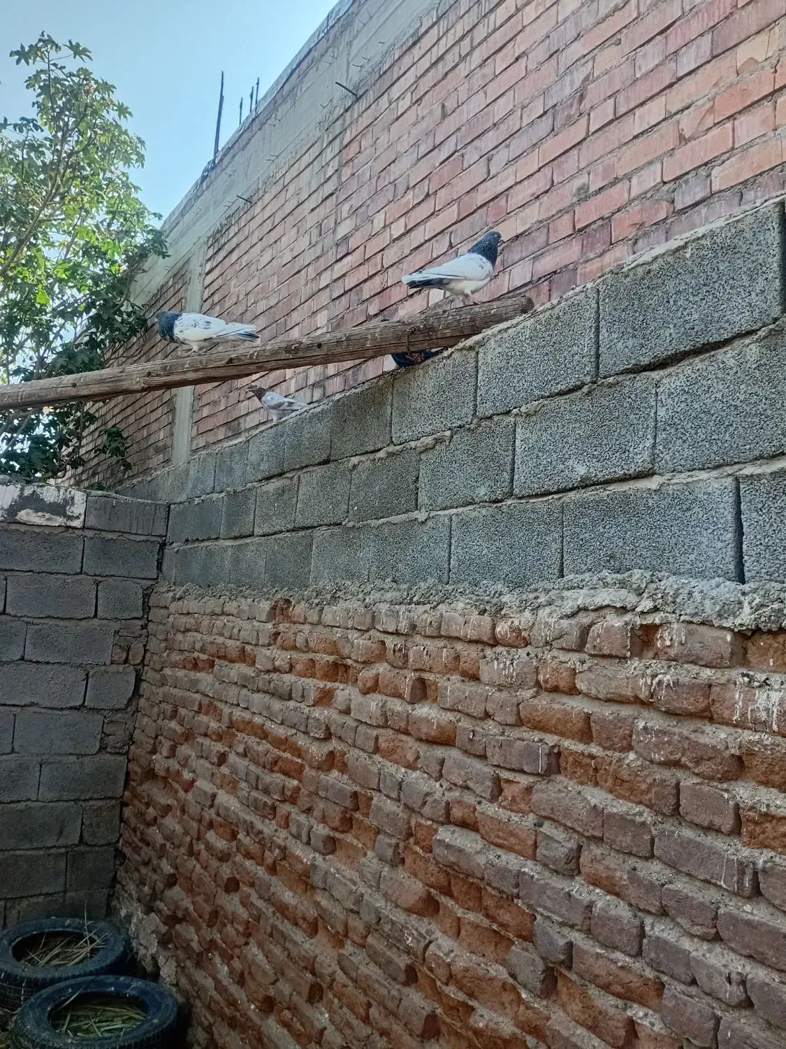 کبوتر پرشی|پرنده|جیرفت, |دیوار