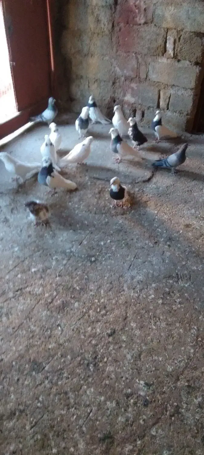 کبوتر طوقی|پرنده|ایوان, |دیوار