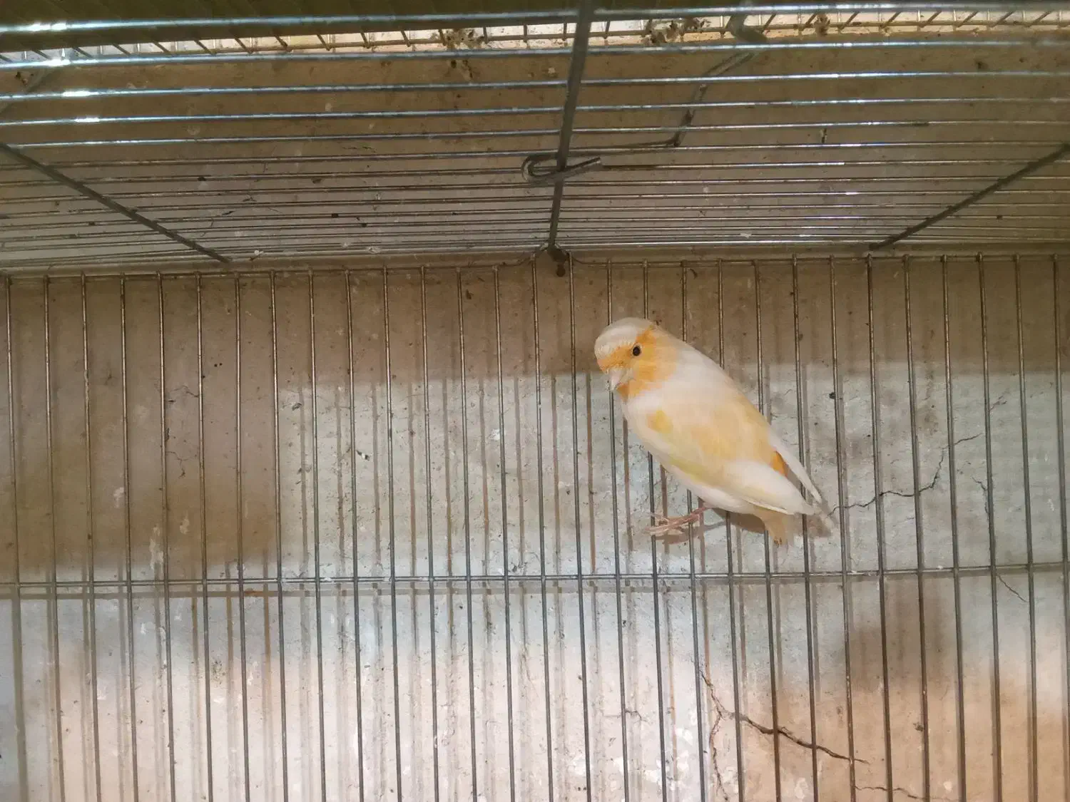 قناری|پرنده|کوار, |دیوار