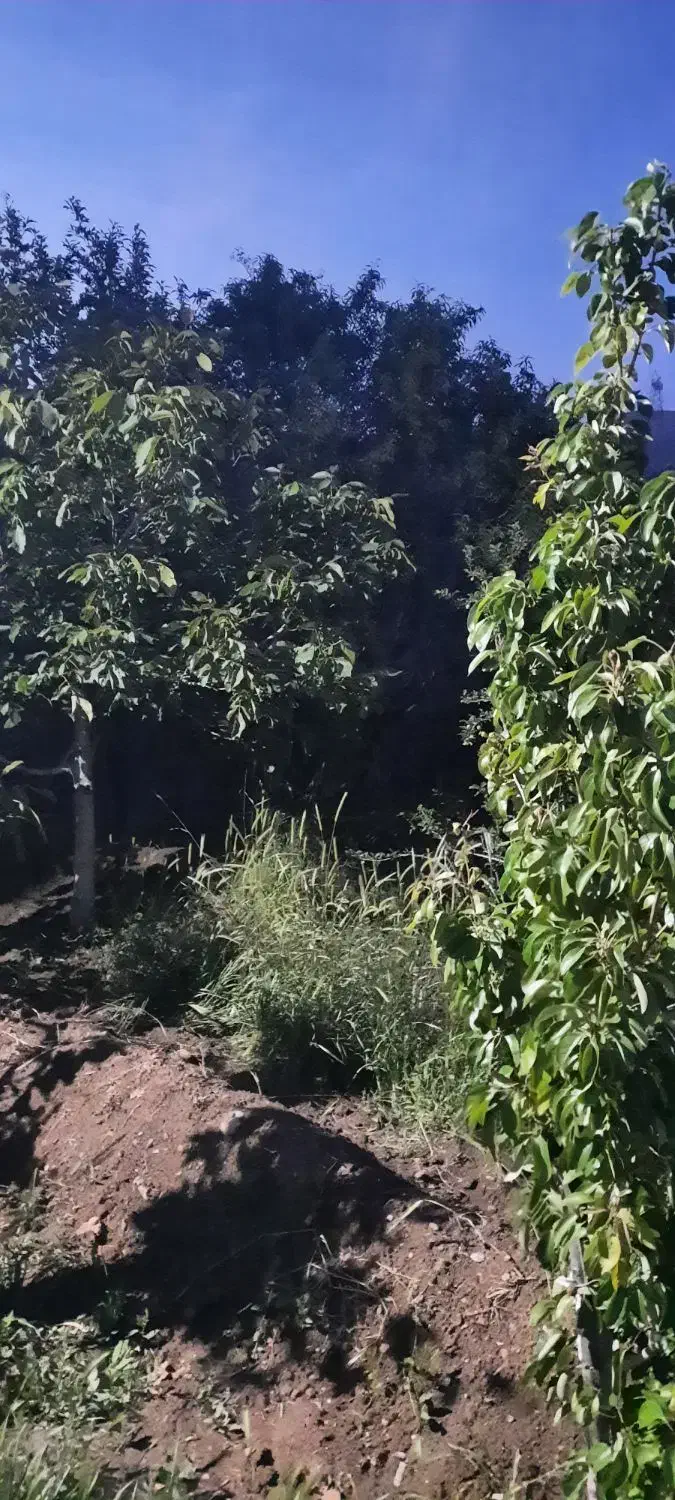 فروش فوری باغ در عجبشیر روستای بوکت|فروش خانه و ویلا|عجب شیر, |دیوار