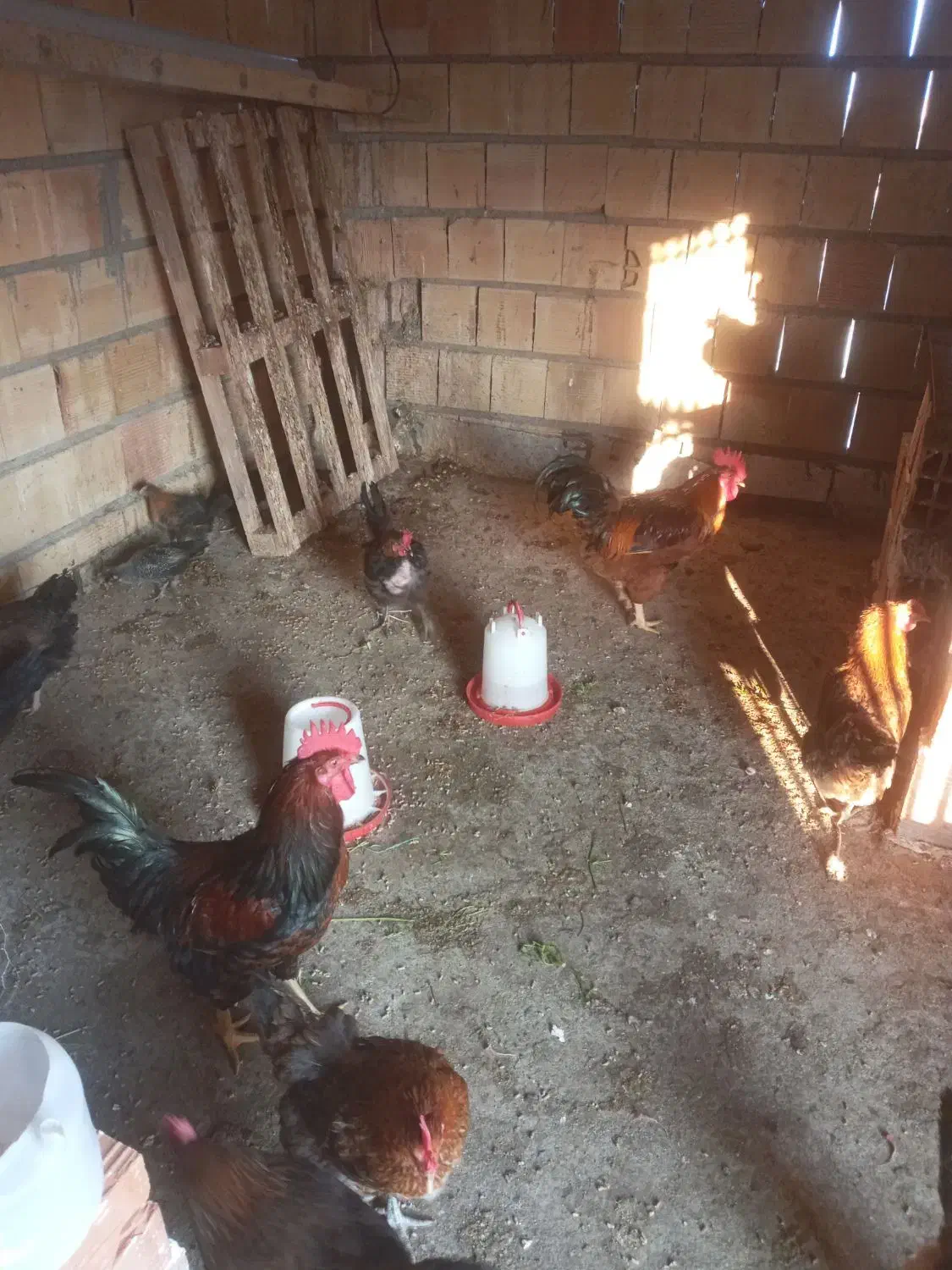 مرغ محلی|حیوانات مزرعه|آزادشهر, |دیوار