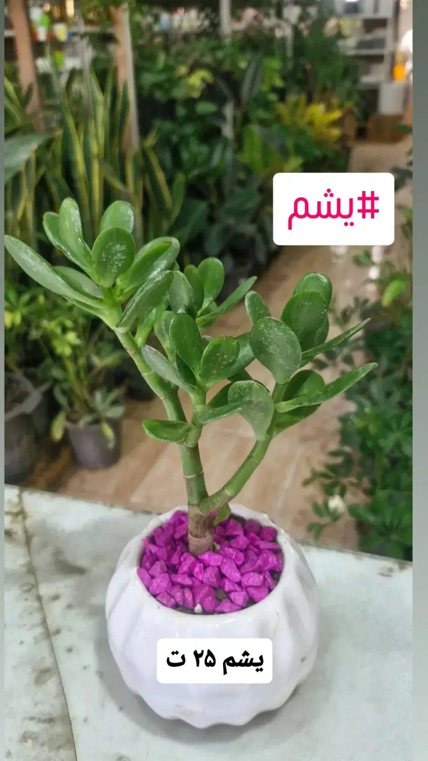 یشم گیاه ثروت ۲۵ ت|گل و گیاه طبیعی|بیرجند, |دیوار