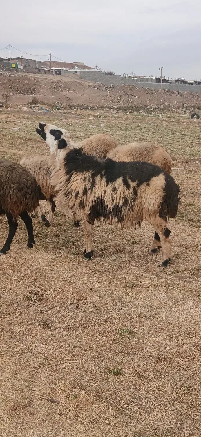 گوسفند|حیوانات مزرعه|هرسین, |دیوار