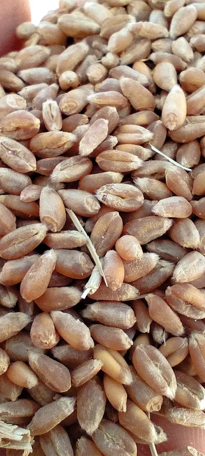 گندم آبی صربستانی یونی استار|گل و گیاه طبیعی|ماهیدشت, |دیوار