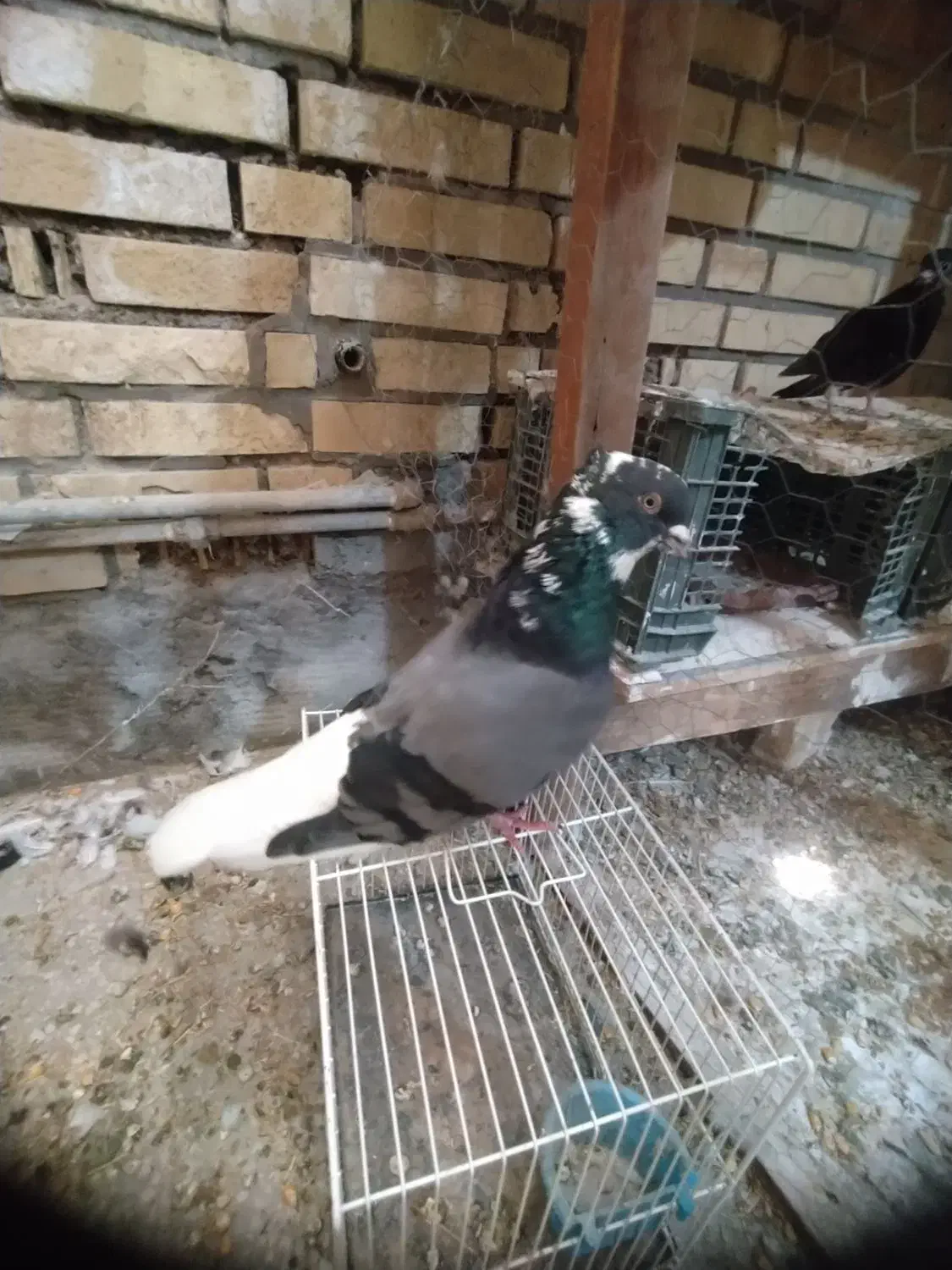 کبوتر رنگی|پرنده|بندر امام خمینی, |دیوار