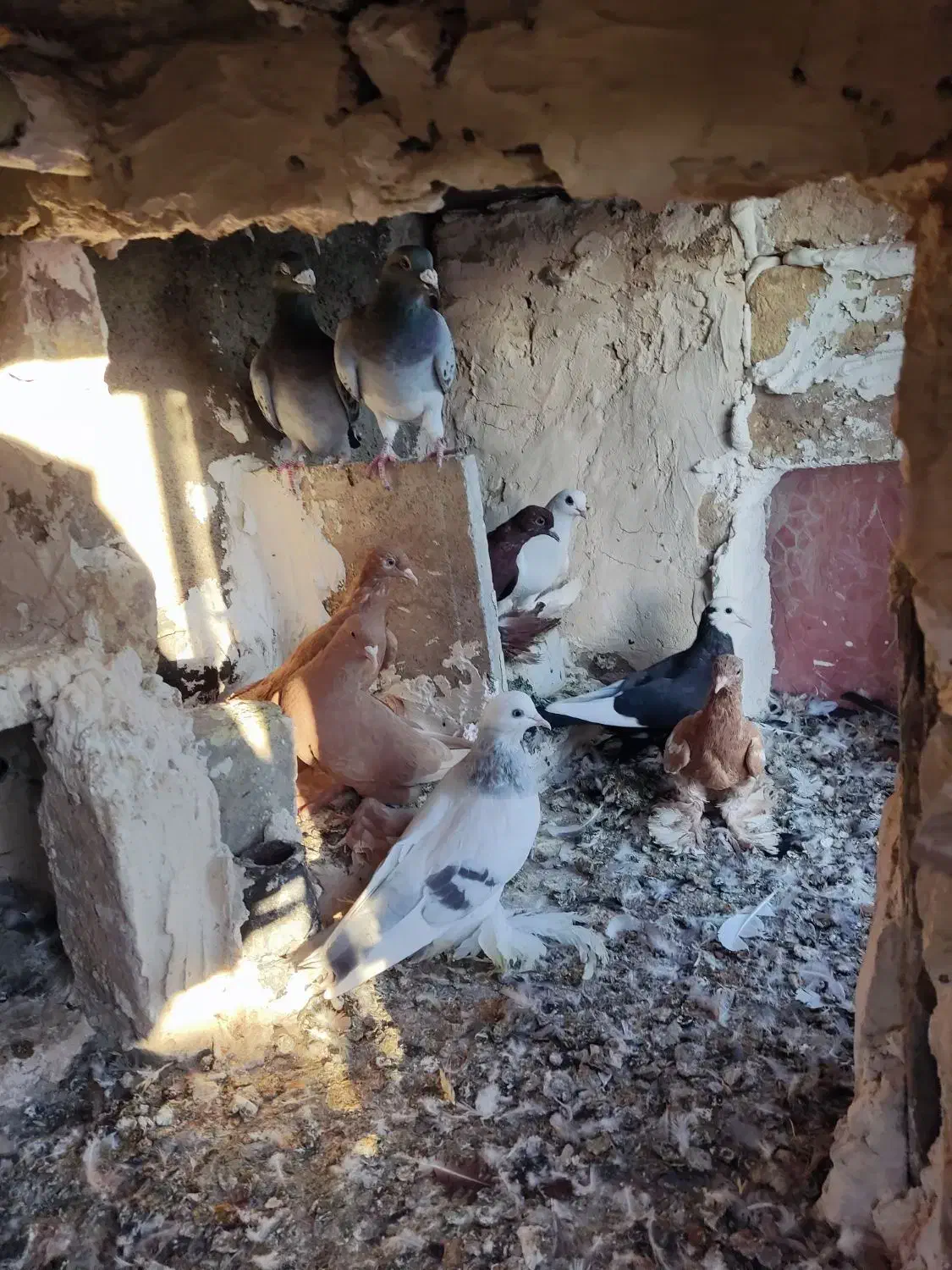 چند تا کبوتر|پرنده|اهر, |دیوار