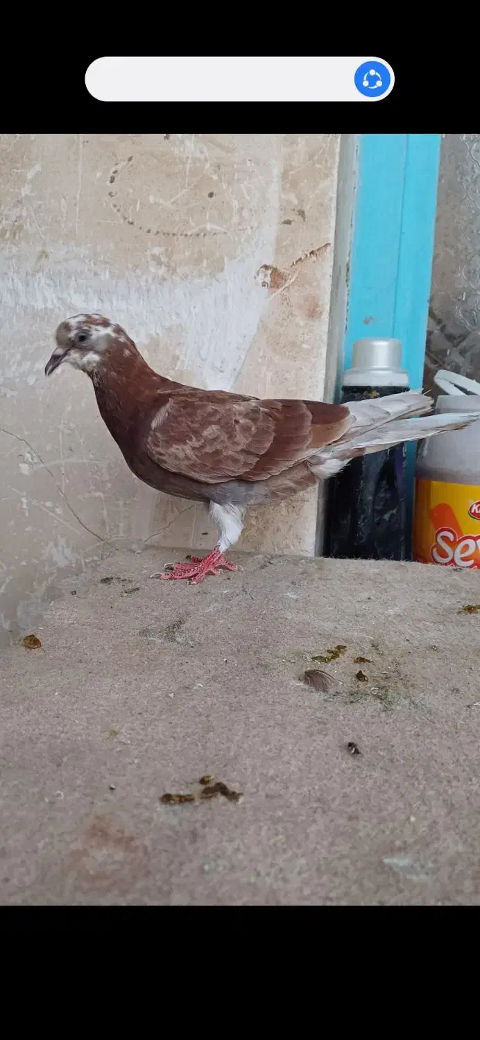 کاشانی.طوقی . دمسفید|پرنده|مسجد سلیمان, |دیوار