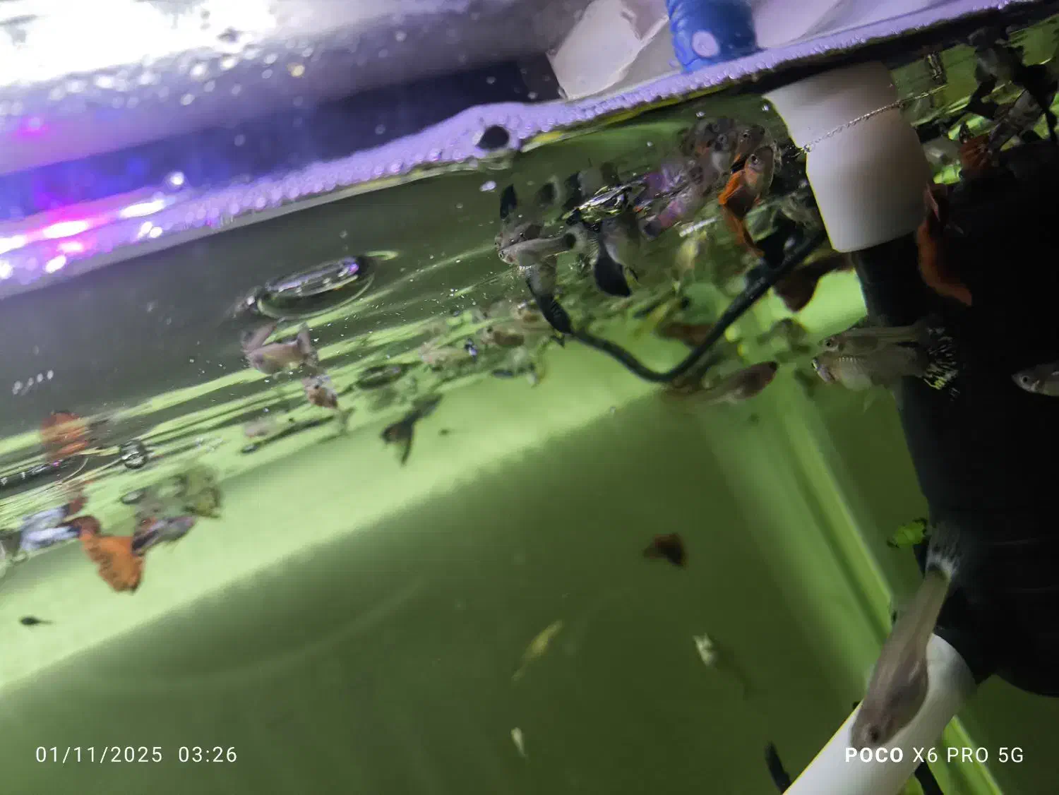 ماهی گوپی|ماهی|شیراز, ریاستی|دیوار