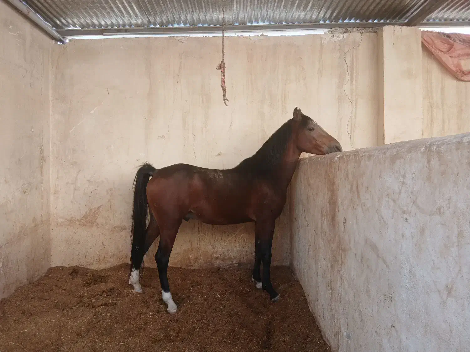 کره نریون۳سال|اسب و تجهیزات اسبسواری|خمینیشهر, |دیوار