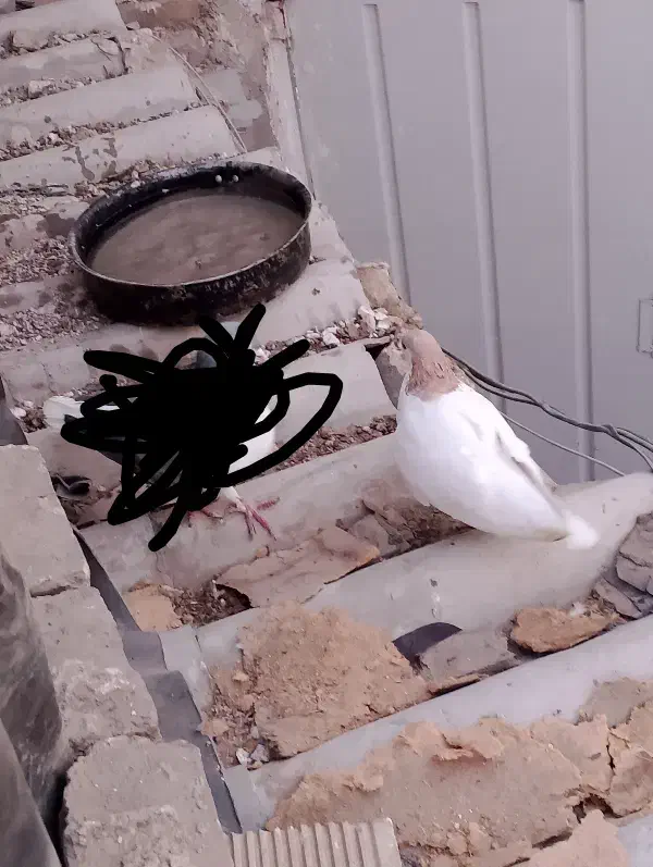 کبوتر شصتی و چادری|پرنده|تهران, مسعودیه|دیوار