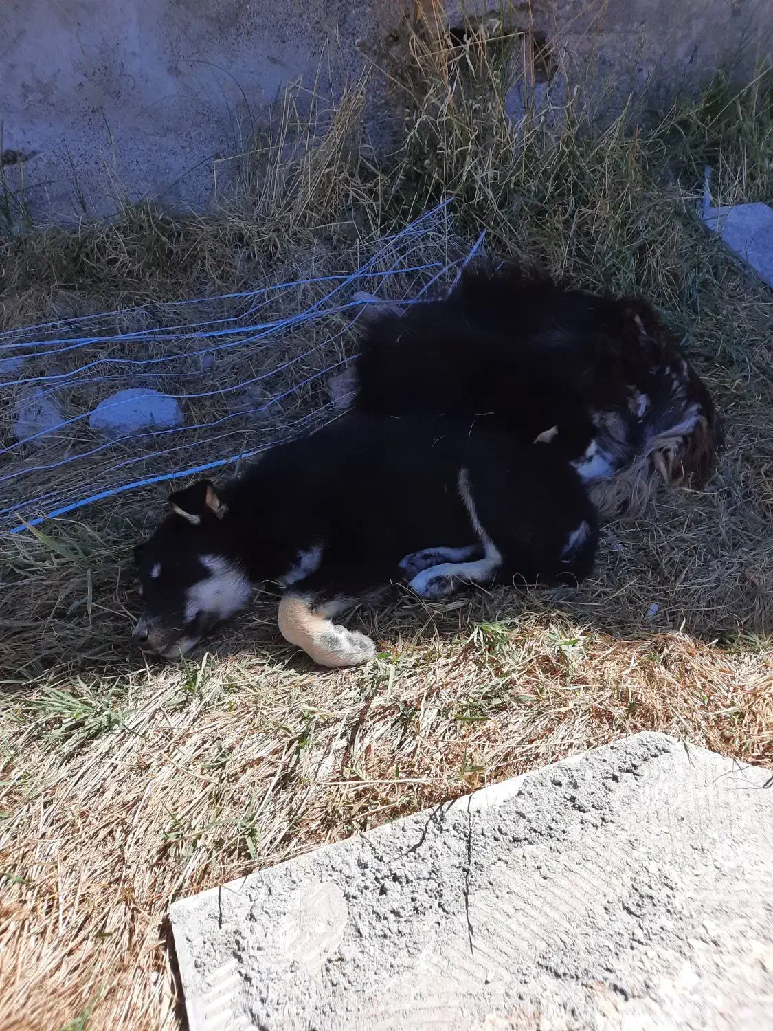 سگ هاسکی|سگ|کوراییم, |دیوار