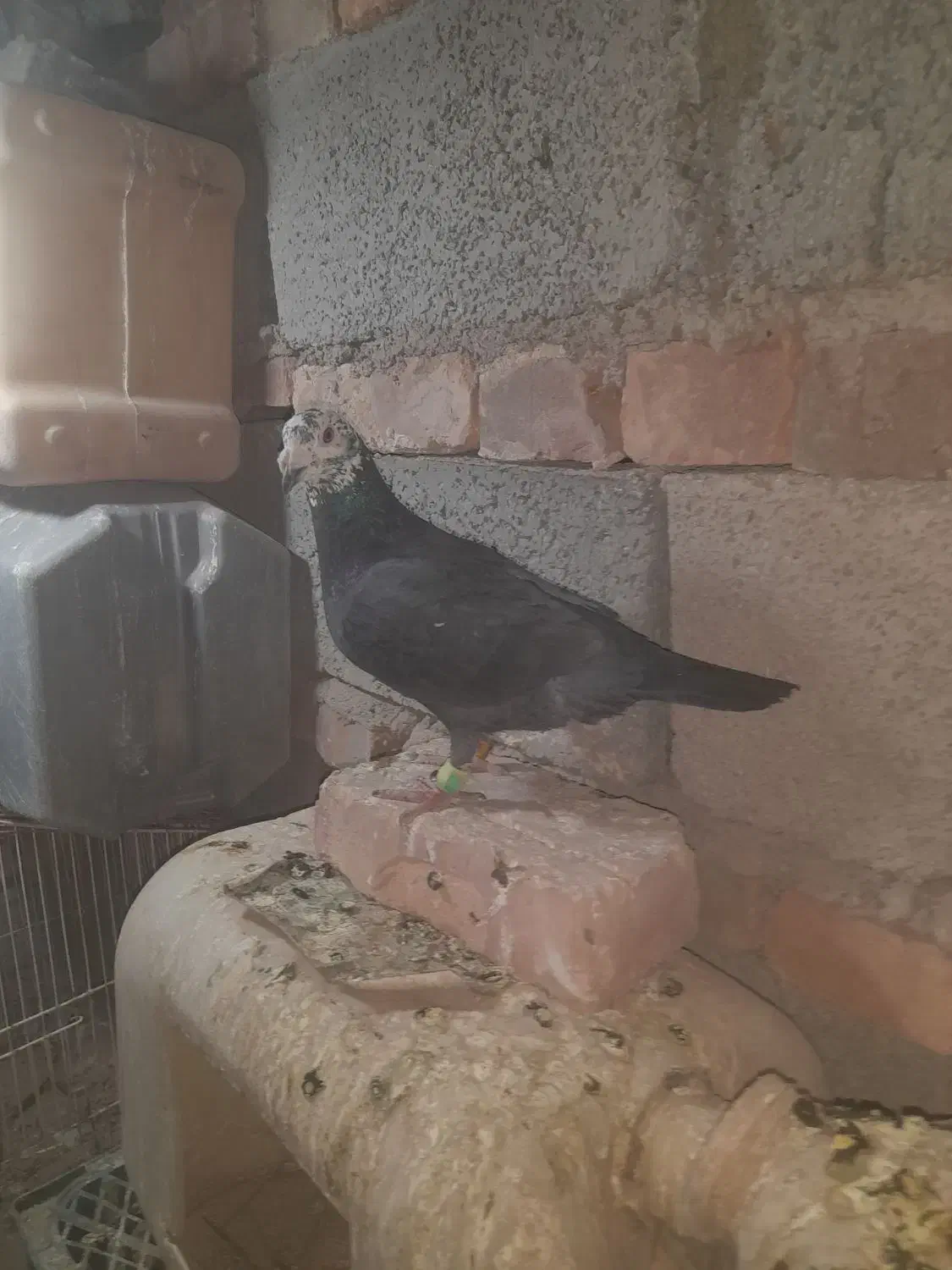 کفتر گمشده|پرنده|ایرانشهر, |دیوار